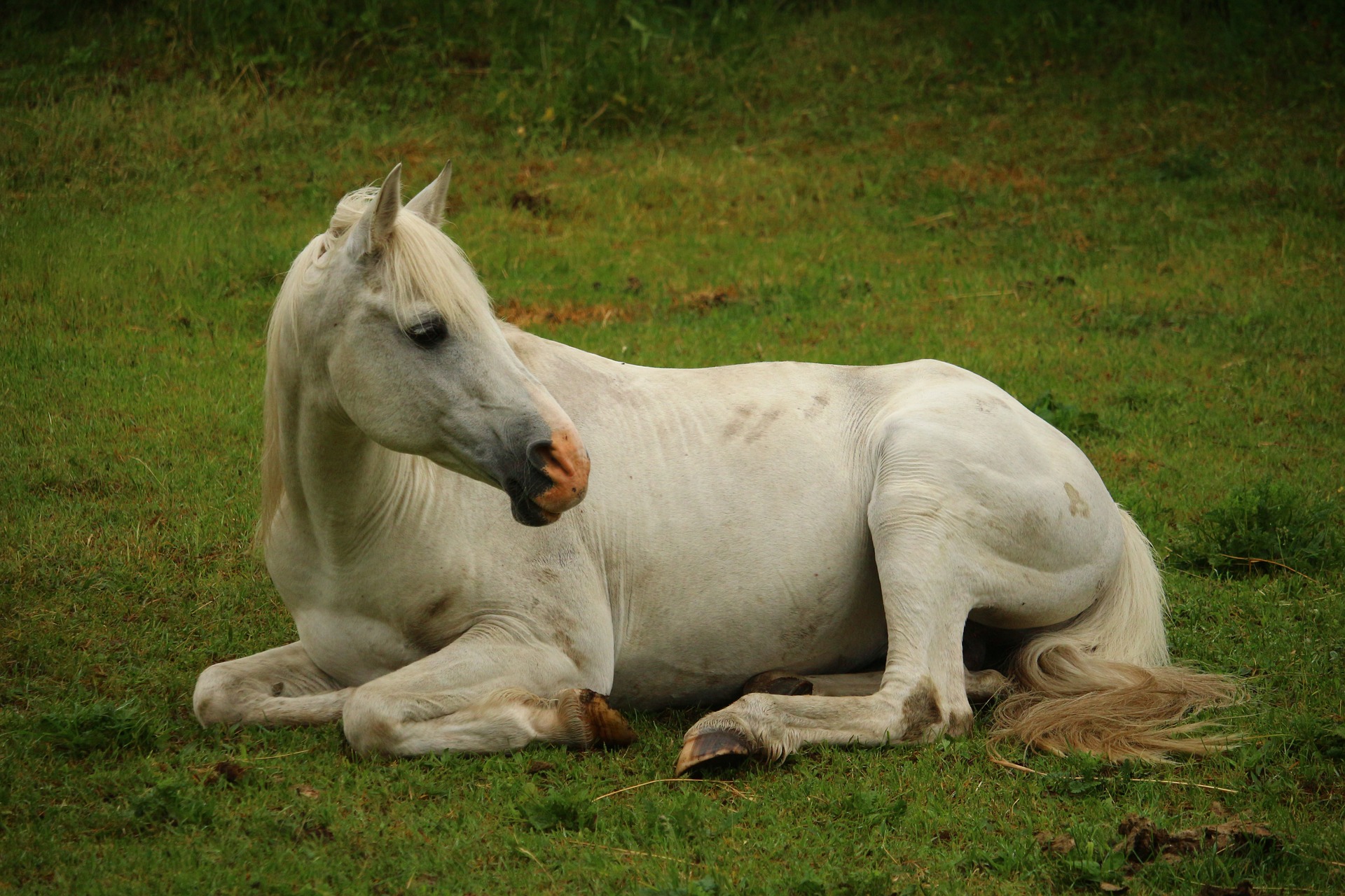 horses-the-black-stallion